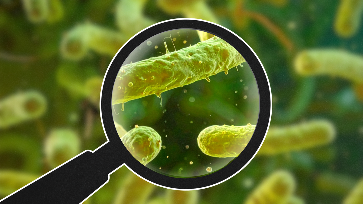 Do At-Home Microbiome Tests Actually Work? I Got One to Find Out.